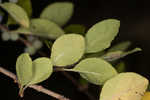 Eastern swamp privet